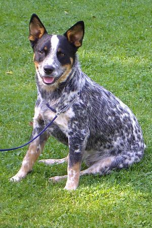 Australian Cattle Dog Boja vom wilden Dingo