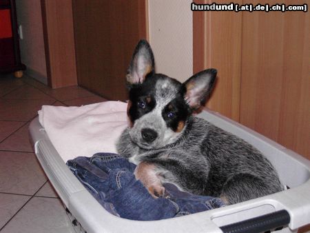 Australian Cattle Dog Hunde Foto 18039 in höherer Auflösung ansehen Australian Cattle Dog Kylie 10 Wochen alt