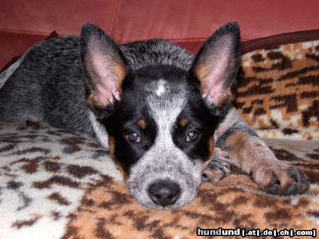 Australian Cattle Dog Hunde Foto 18374 in höherer Auflösung ansehen Australian Cattle Dog Kylie 12 Wochen alt