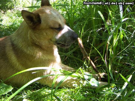 Australian Cattle Dog Hunde Foto 23179 Australian Cattle Dog Arkan, 1 !/2 Jahre