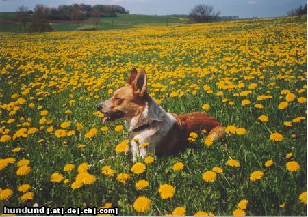 Australian Cattle Dog Hunde Foto 9422 Australian Cattle Dog Sally im Löwenzahn