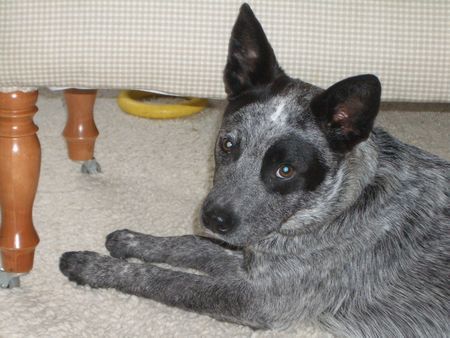 Australian Cattle Dog Hunde Foto 28974 Australian Cattle Dog Schau mir in die Augen, Kleines !