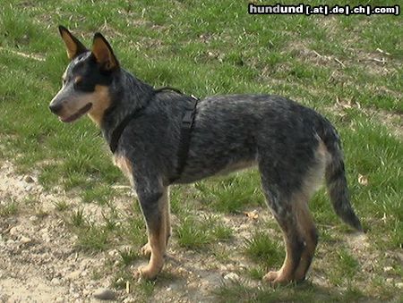Australian Cattle Dog Hunde Foto 20530 Australian Cattle Dog Sydney 14.05.05/ ACD from Canberra