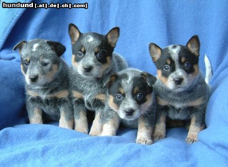 Australian Cattle Dog Hunde Foto 19276 Australian Cattle Dog VA BENE Dreamtime + VA BENE Dancing Queen + VA BENE D Best + VA BENE D Super Star