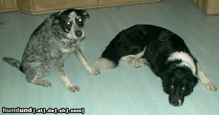 Australian Cattle Dog Hunde Foto 21997 in höherer Auflösung ansehen Australian Cattle Dog in Gedanken an meine Gina