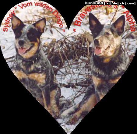 Australian Cattle Dog Hunde Foto 21998 Australian Cattle Dog v.wilden Dingo