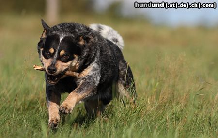 Australian Cattle Dog Lucky beim Spielen