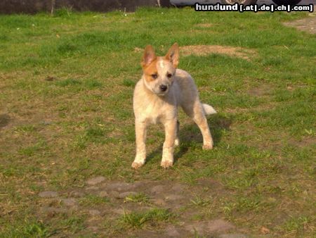 Australian Cattle Dog Hunde Foto 16540 Australian Cattle Dog Fridays Surprise Sidney