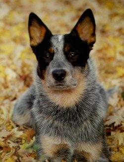 Australian Cattle Dog Hunde Foto 1325 Australian Cattle Dog Blue Buster from the wonderful oz