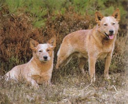 Australian Cattle Dog Hunde Foto 34 Australian Cattle Dog