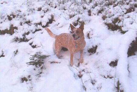 Australian Cattle Dog Hunde Foto 1768 Australian Cattle Dog Jumpin Joker\'s Chelsea