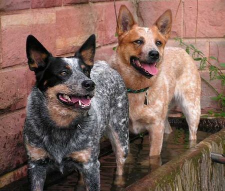 Australian Cattle Dog Australian Cattle Dog \