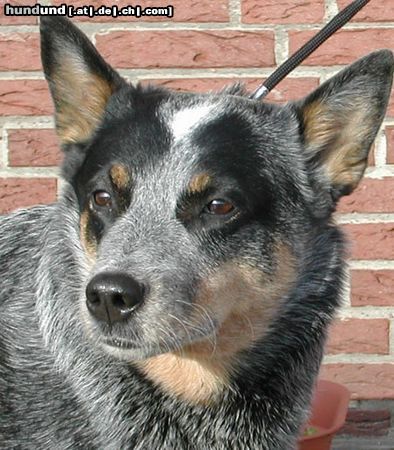 Australian Cattle Dog Hunde Foto 10576 Australian Cattle Dog W.-Enchantment, Gini