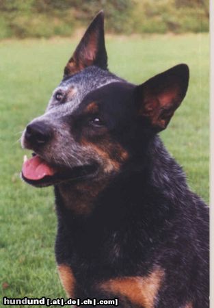 Australian Cattle Dog Hunde Foto 4620 Australian Cattle Dog Gizmo of the Seven Hills Country