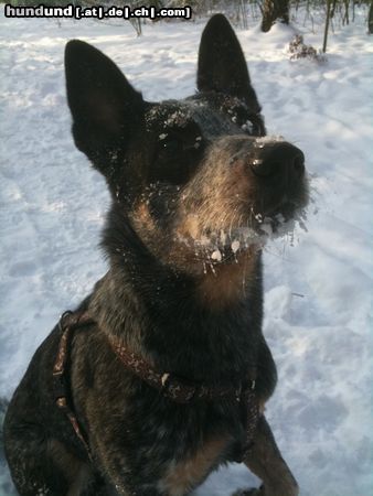 Australian Cattle Dog Hunde Foto 46460 Australian Cattle Dog Jack im Schnee