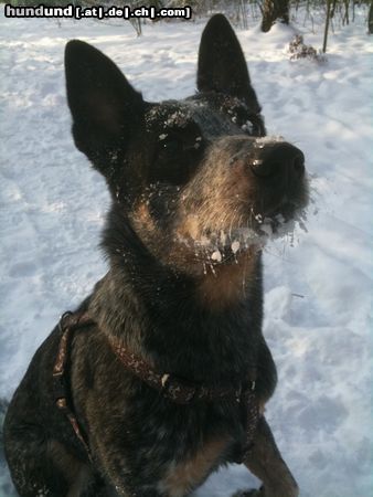 Australian Cattle Dog Jack im Schnee