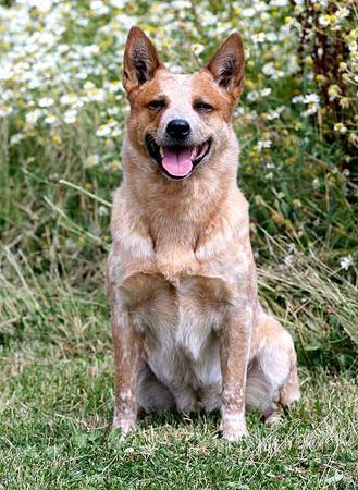 Australian Cattle Dog Hunde Foto 43300 in höherer Auflösung ansehen Australian Cattle Dog Australian Cattle Dog
