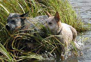 Australian Cattle Dog Hunde Foto 980 Australian Cattle Dog Enchantment's Pepsie und Shari