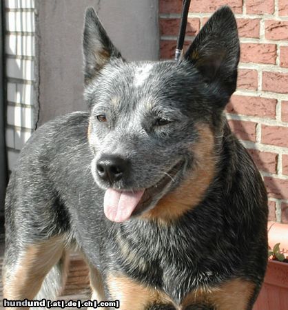 Australian Cattle Dog Hunde Foto 10574 Australian Cattle Dog JWW03-Wannabee Blu Enchantments-Pepsie
