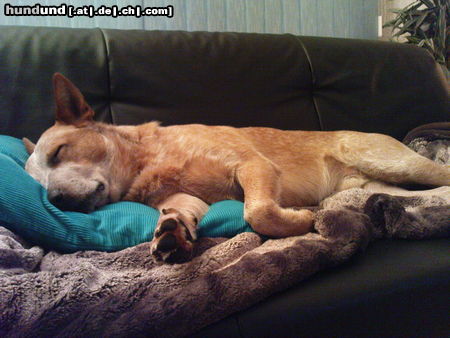 Australian Cattle Dog Wild Desert Dingo's Challenger