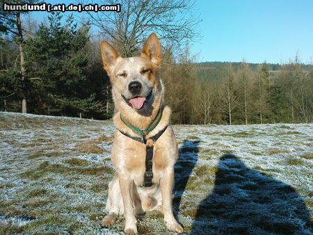 Australian Cattle Dog Wild Desert Dingo\\\\\\\\\\\\\\\'s Challenger