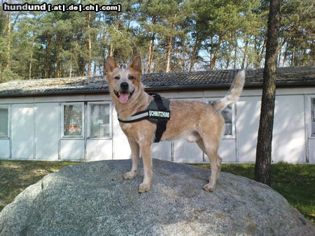 Australian Cattle Dog Wild Desert Dingo's Challenger