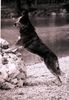 Australian Cattle Dog Foto: Biily the Kid alias (ID 5824) Australian Cattle Dog Hund