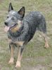 Australian Cattle Dog Foto: Unsere Pepsie - FCI WELTJUGENDSIEGERIN 2003 (ID 5238) Australian Cattle Dog Hund