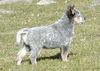 Australian Cattle Dog Foto: Cadee Des Poenjaap im alter von 8 wochen.im Besitz von Familie Widula & Familie Klimasch (Enchantment ACDs) (ID 3020) Australian Cattle Dog Hund