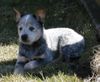 Australian Cattle Dog Foto: Cadee Des Poenjaap im alter von 8 wochen. Im Besitz von Familie Widula & Familie Klimasch (Enchantment ACDs) (ID 3021) Australian Cattle Dog Hund