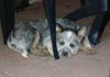 Australian Cattle Dog Foto: Wannabee Blu Enchantment-Pepsie (ID 549) Australian Cattle Dog Hund