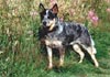 Australian Cattle Dog Foto: W.Enchantment-Gini (ID 550) Australian Cattle Dog Hund