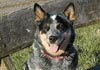 Australian Cattle Dog Foto: W.Enchantment-Gini (ID 551) Australian Cattle Dog Hund
