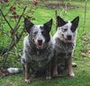 Australian Cattle Dog Foto: Jessy und Buddy meine zwei Freunde (ID 8620) Australian Cattle Dog Hund