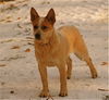 Australian Cattle Dog Hund