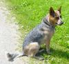 Australian Cattle Dog Foto: Amy (ID 12905) Australian Cattle Dog Hund