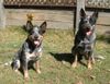 Australian Cattle Dog Foto: die Eltern meines ACD´s from Caloundra (ID 14114) Australian Cattle Dog Hund