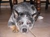 Australian Cattle Dog Foto: Carben Copys Blue Ghost geb. 23.07.2001 (ID 22373) Australian Cattle Dog Hund