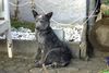 Australian Cattle Dog Foto: Rocky 6 Monate (ID 13431) Australian Cattle Dog Hund