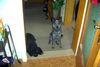 Australian Cattle Dog Foto: Rocky 8 Monate mit Freundin Struppi (ID 13432) Australian Cattle Dog Hund