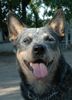 Australian Cattle Dog Foto: Bluebird des Poenjaap (ID 42398) Australian Cattle Dog Hund