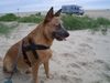 Australian Cattle Dog Foto: Ein Cattle Dog in Dänemark (ID 24722) Australian Cattle Dog Hund