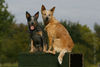 Australian Cattle Dog Hund