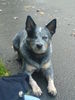 Australian Cattle Dog Hund