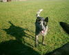 Australian Cattle Dog Hund