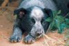 Australian Cattle Dog Foto: Ellilein (ID 11189) Australian Cattle Dog Hund