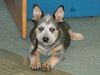 Australian Cattle Dog Foto: Erin Blue Hope of Cinderellas Farm mit 10 Wochen (ID 21690) Australian Cattle Dog Hund