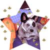 Australian Cattle Dog Foto: Finch (ID 26154) Australian Cattle Dog Hund