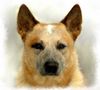 Australian Cattle Dog Hund