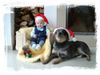 Australian Cattle Dog Foto: Wir drei helfen dem Weihnachtsmann! (ID 8001) Australian Cattle Dog Hund